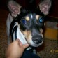CHARLY
un año 
jugueton muy activo,cuando te sientas le gusta sentarse encima de ti.